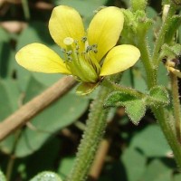 Cleome viscosa L.